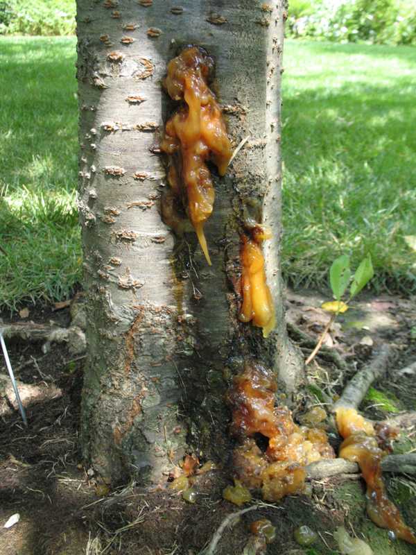 cherry tree oozing sap gummosis of fruit trees cherry tree oozing sap gummosis of fruit trees
